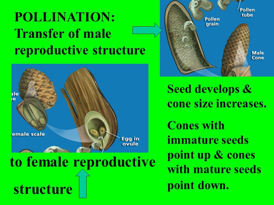 to female reproductive structure