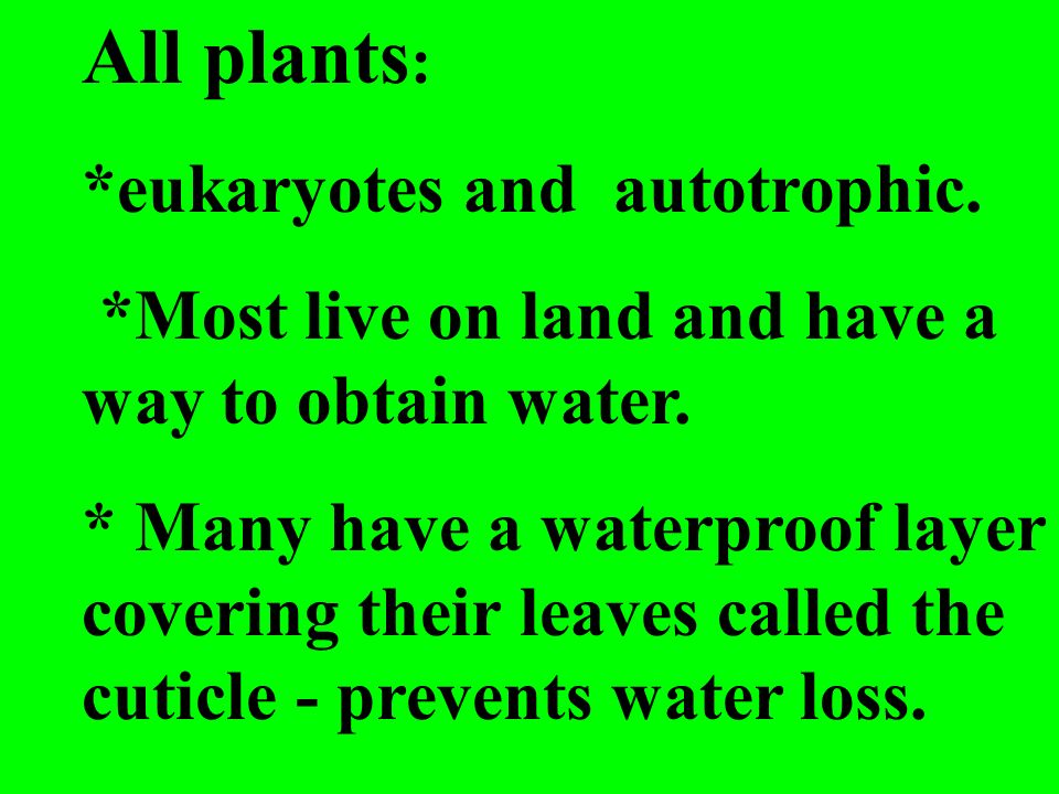 All plants: *eukaryotes and autotrophic.