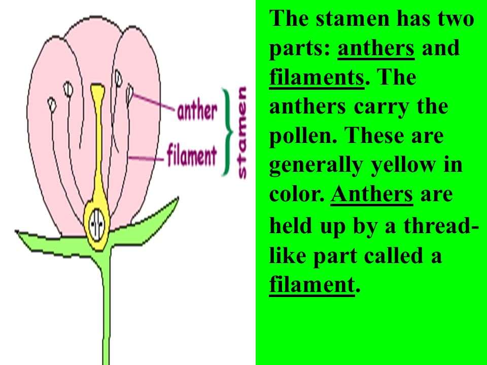 The stamen has two parts: anthers and filaments