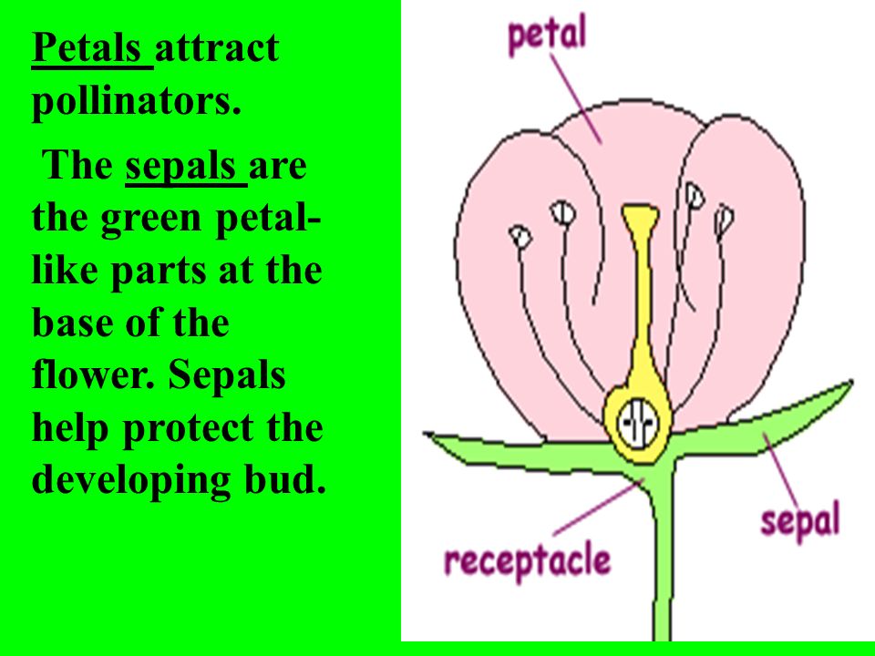Petals attract pollinators.