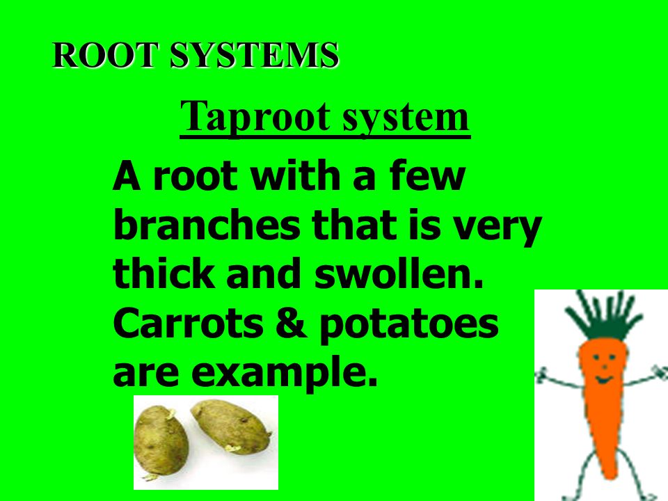 ROOT SYSTEMS Taproot system. A root with a few branches that is very thick and swollen.