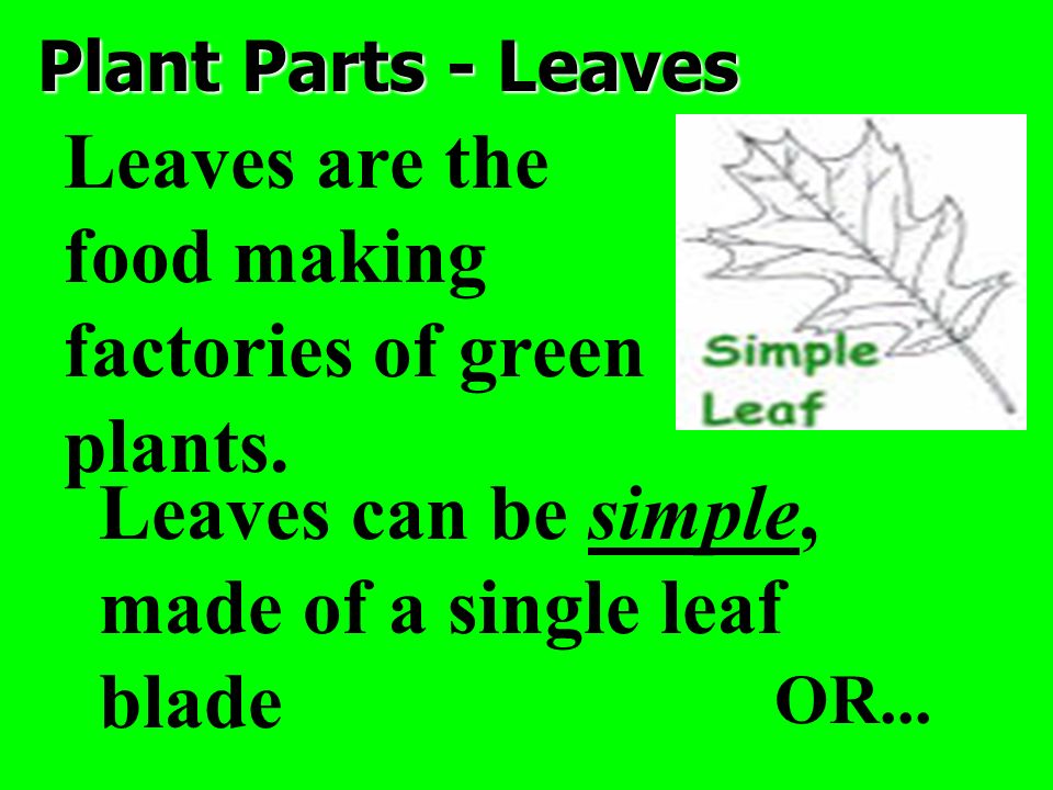 Leaves are the food making factories of green plants.