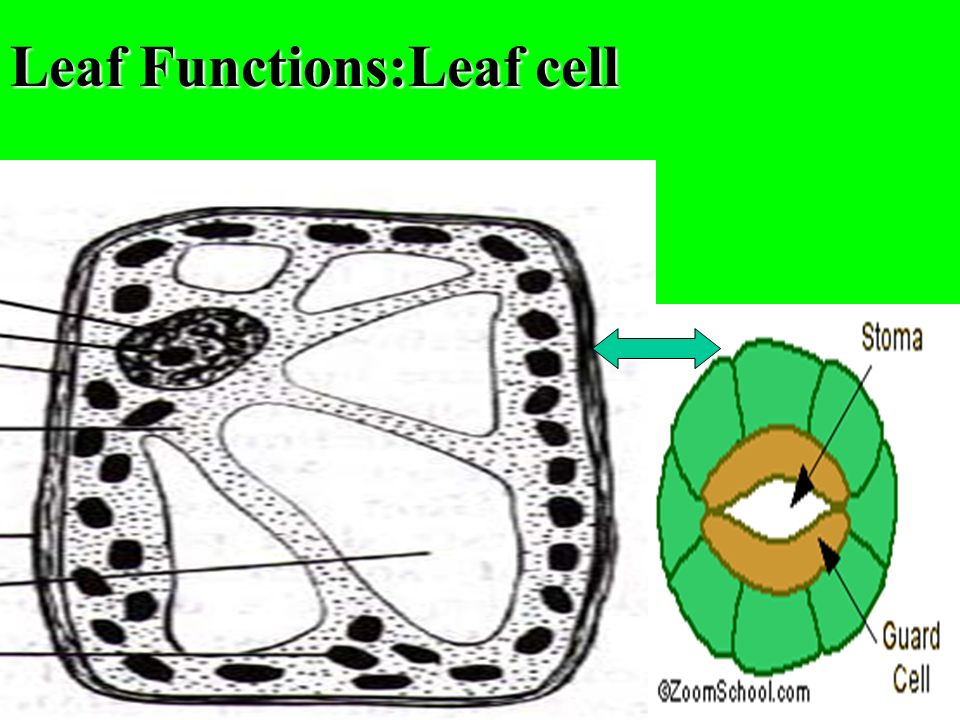 Leaf Functions:Leaf cell