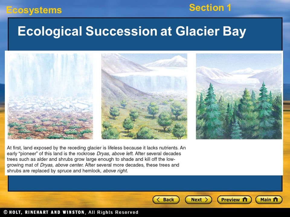 Ecological Succession at Glacier Bay