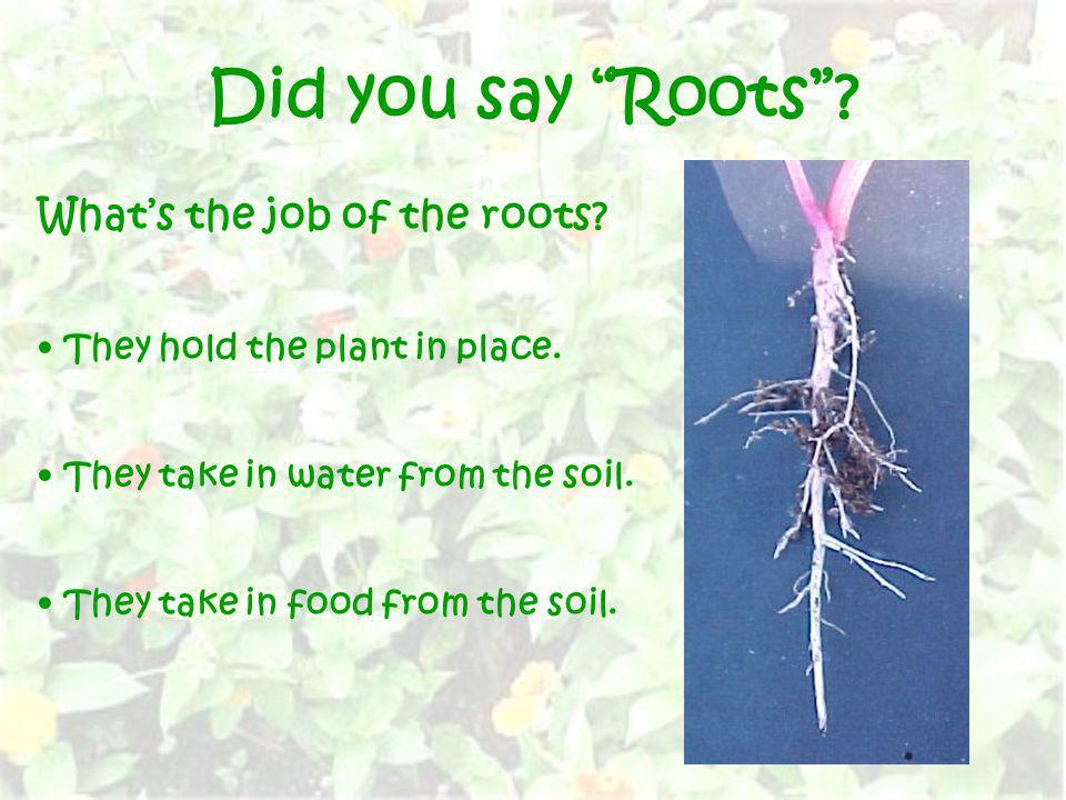 Did you say Roots What’s the job of the roots