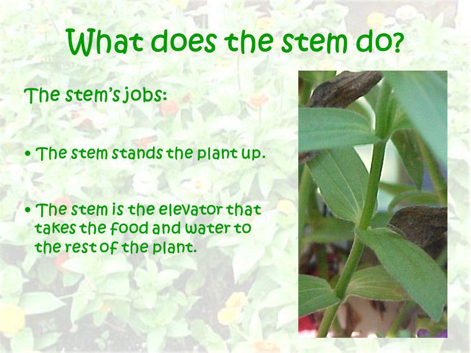 What does the stem do The stem’s jobs: The stem stands the plant up.