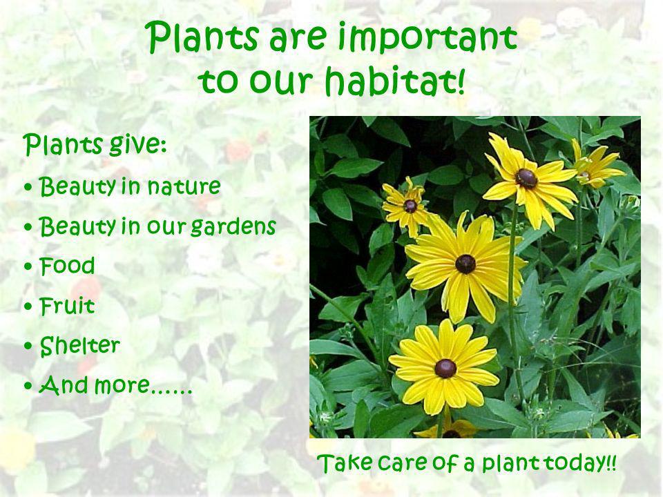 Plants are important to our habitat!