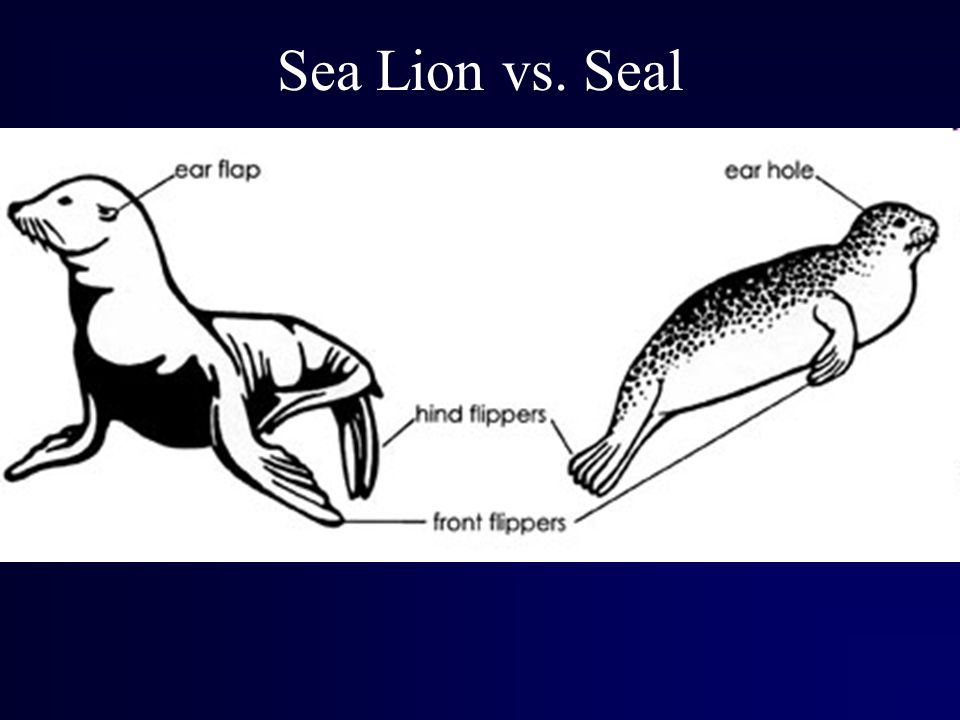 Sea lion vibrator