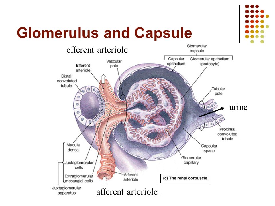 the nephron the nephronepithelia filterthe urine glomerulus