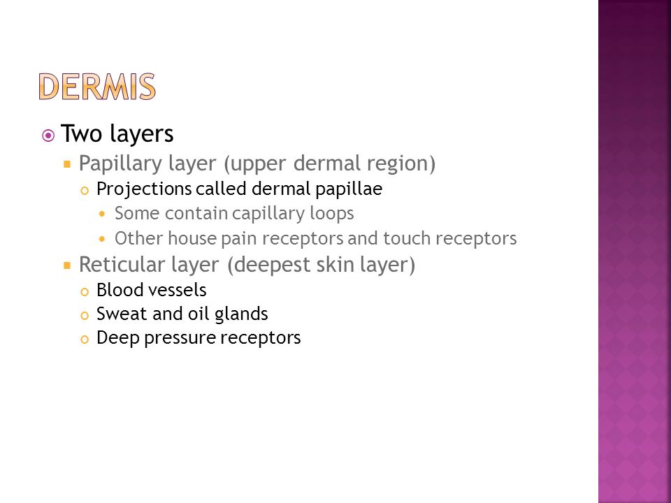Dermis Two layers Papillary layer (upper dermal region)