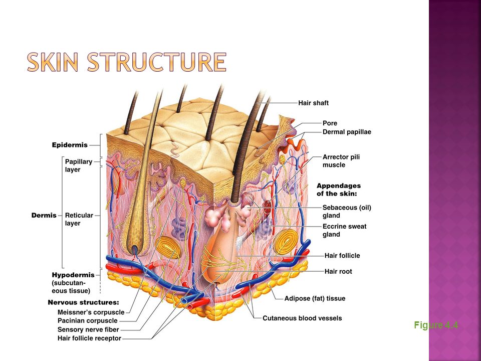 Skin Structure Figure 4.4
