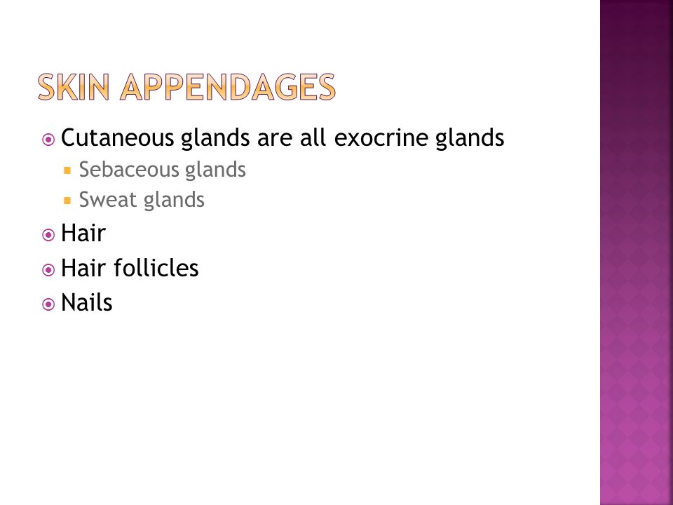 Skin Appendages Cutaneous glands are all exocrine glands Hair
