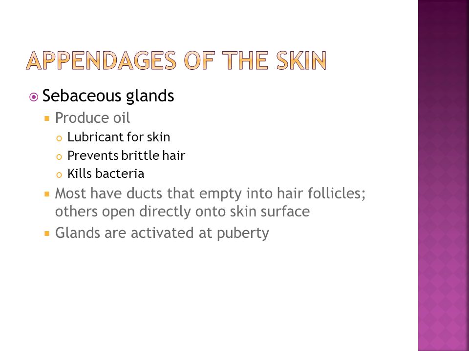 Appendages of the Skin Sebaceous glands Produce oil