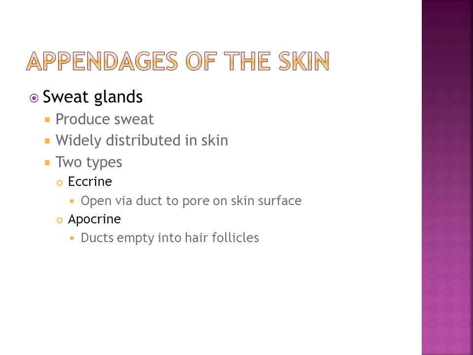 Appendages of the Skin Sweat glands Produce sweat