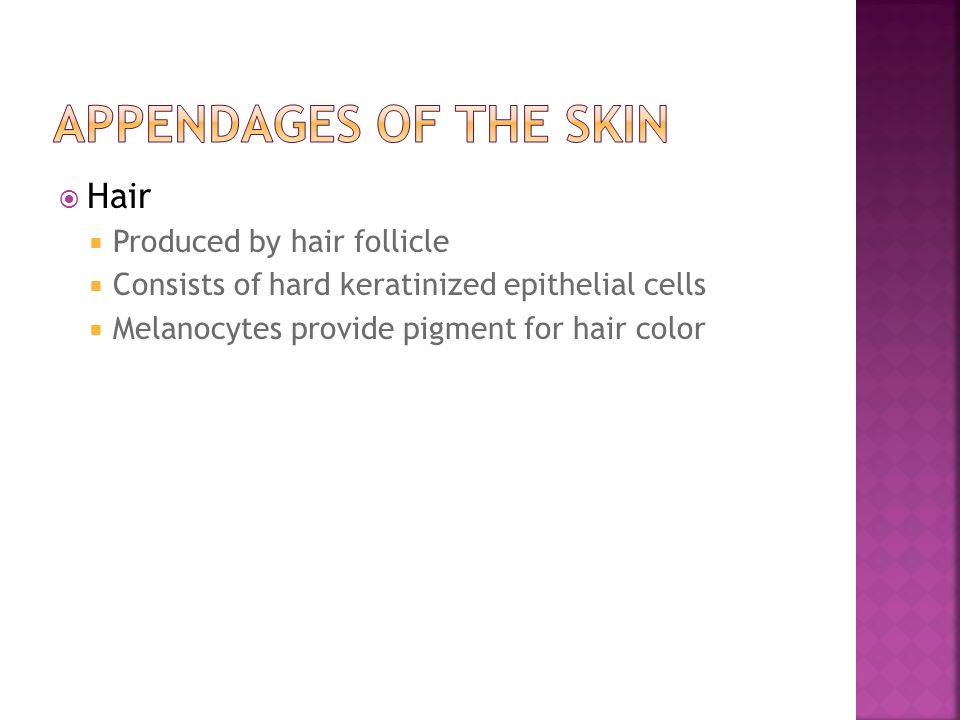 Appendages of the Skin Hair Produced by hair follicle