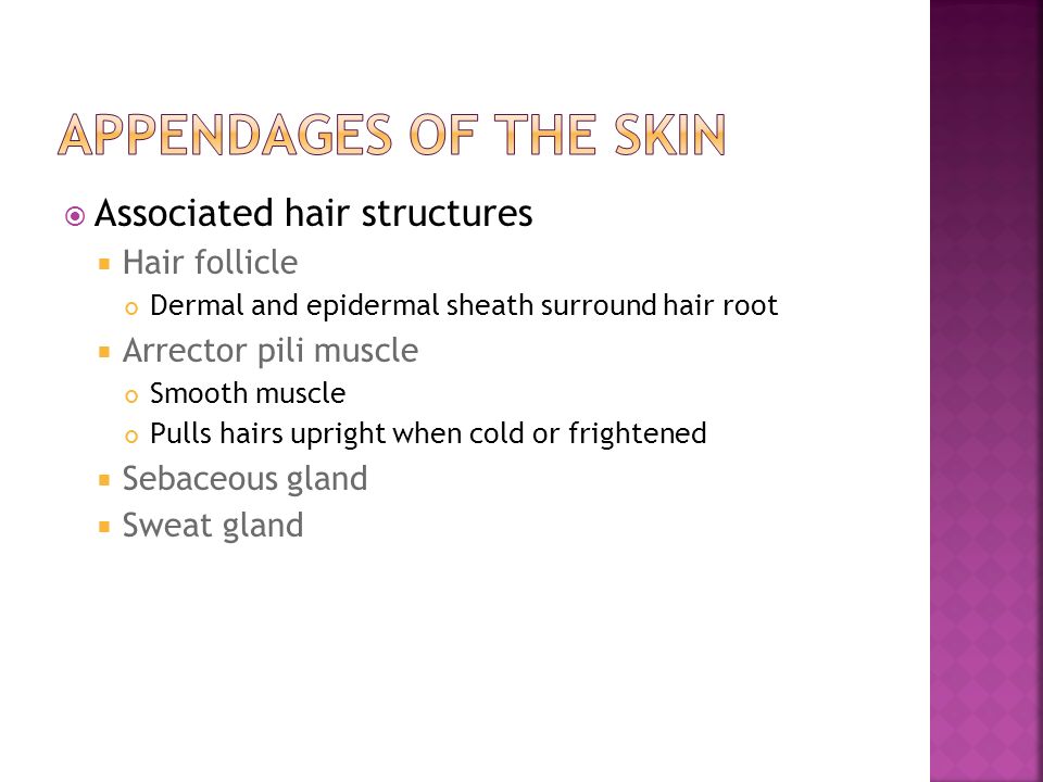 Appendages of the Skin Associated hair structures Hair follicle