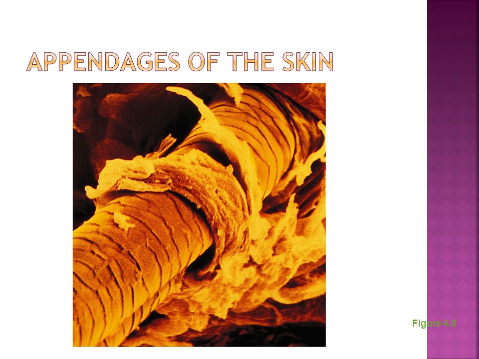 Appendages of the Skin Figure 4.8