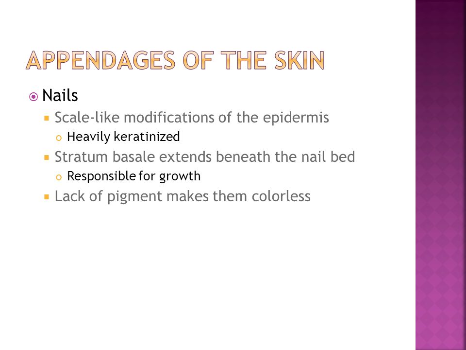 Appendages of the Skin Nails Scale-like modifications of the epidermis