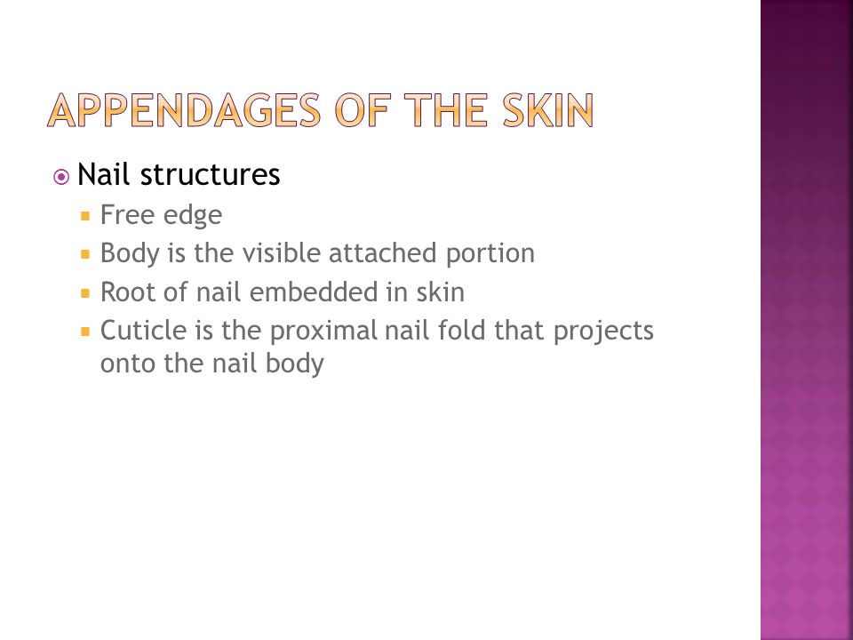 Appendages of the Skin Nail structures Free edge