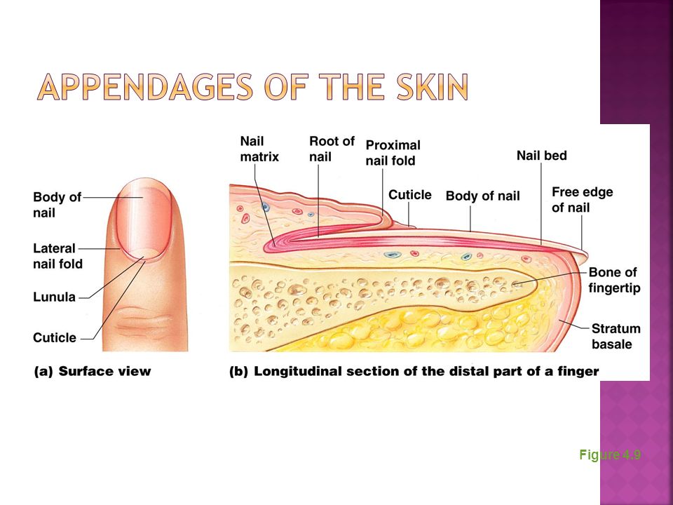 Appendages of the Skin Figure 4.9