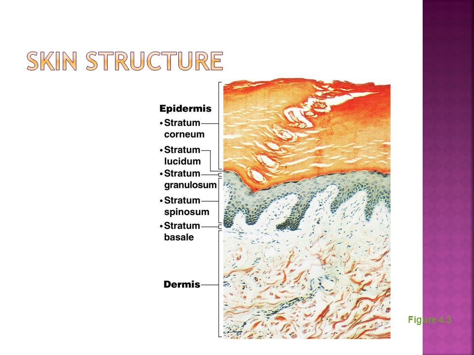 Skin Structure Figure 4.3