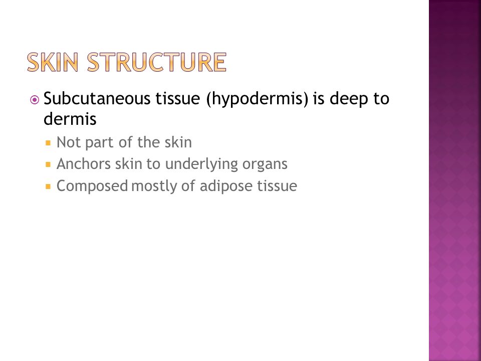 Skin Structure Subcutaneous tissue (hypodermis) is deep to dermis