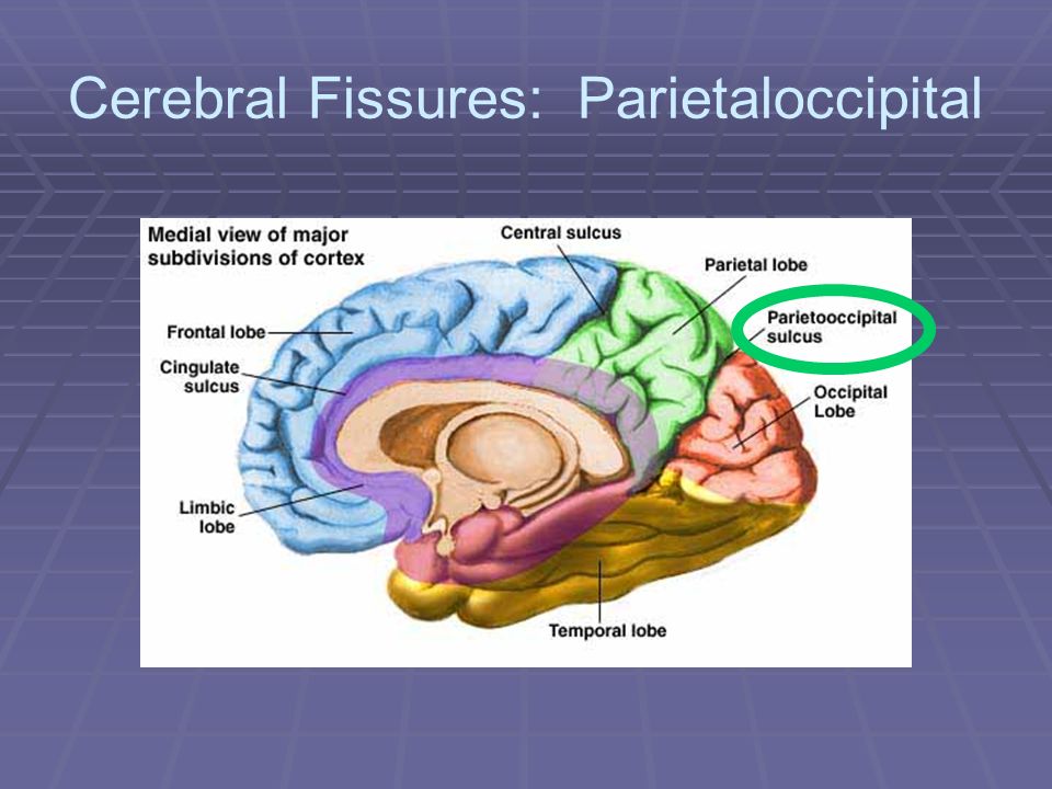 longitudinal fissure,thalamus cerebral fissures fissures (4 major) longitudinal fissure (next