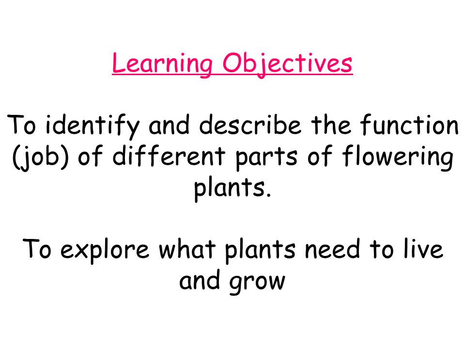 Learning Objectives To identify and describe the function (job) of different parts of flowering plants.