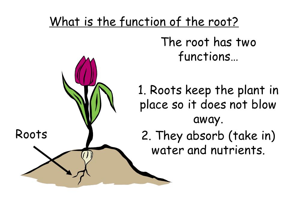 What is the function of the root