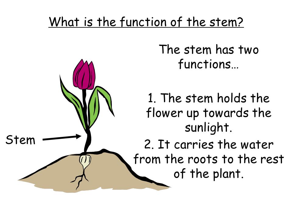 What is the function of the stem
