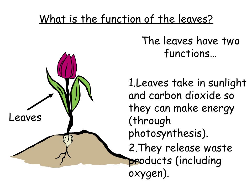 What is the function of the leaves