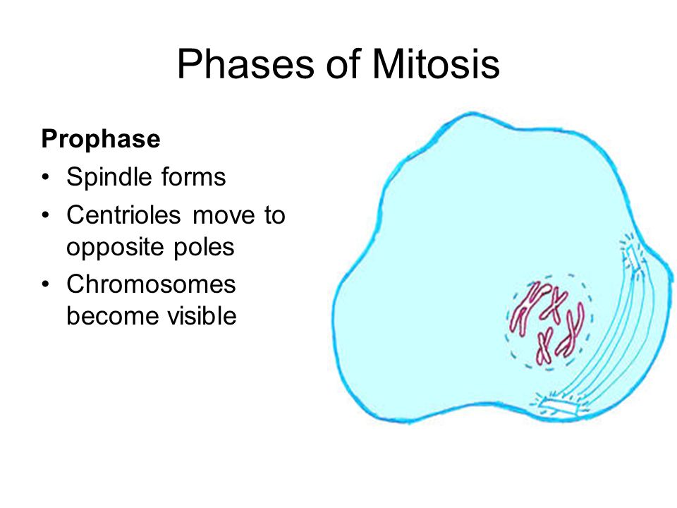 Phases of Mitosis Prophase Spindle forms