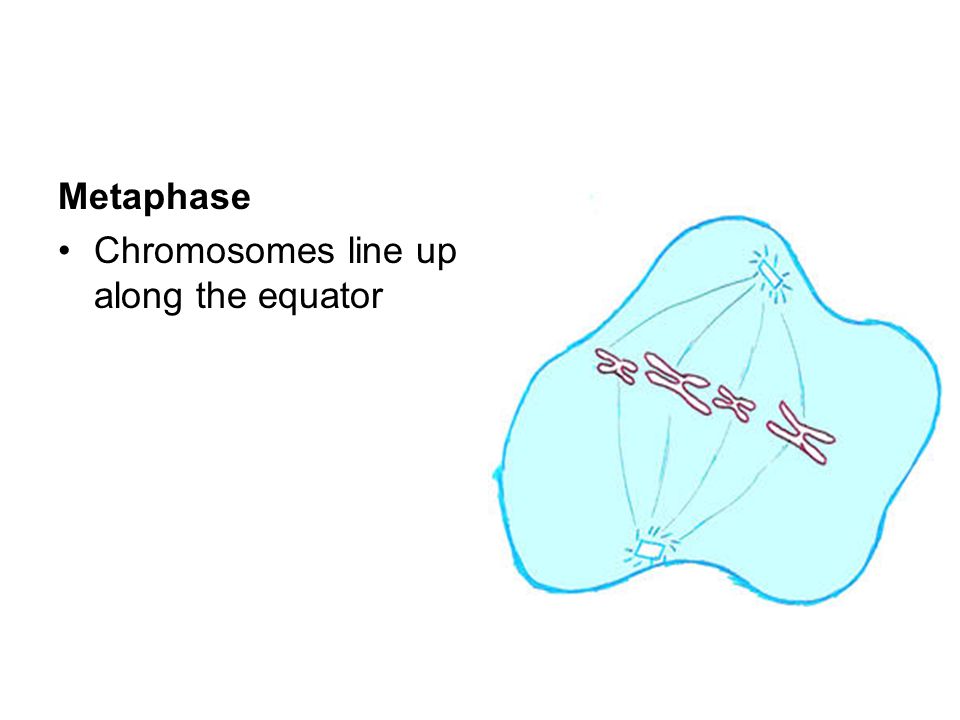 Metaphase Chromosomes line up along the equator