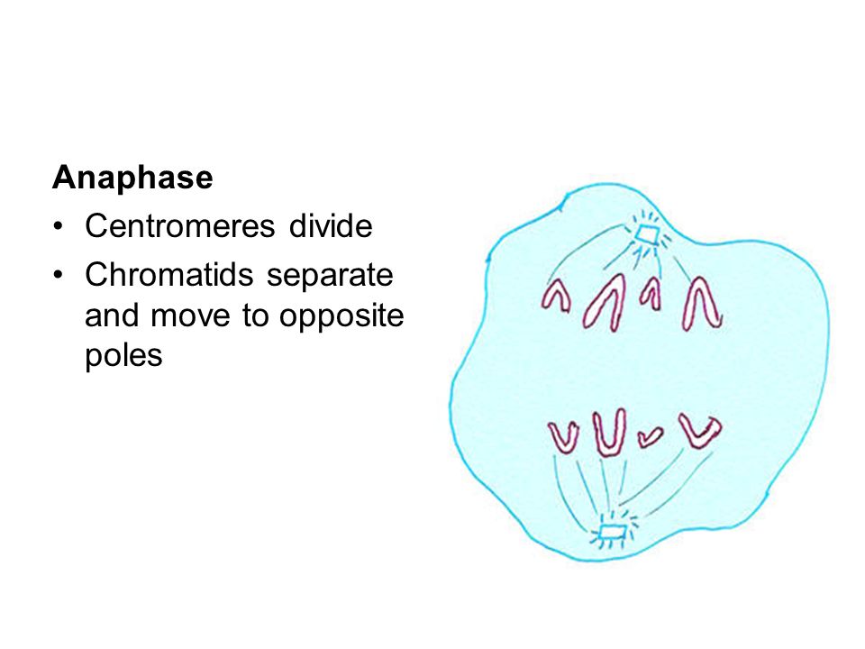 Anaphase Centromeres divide Chromatids separate and move to opposite poles