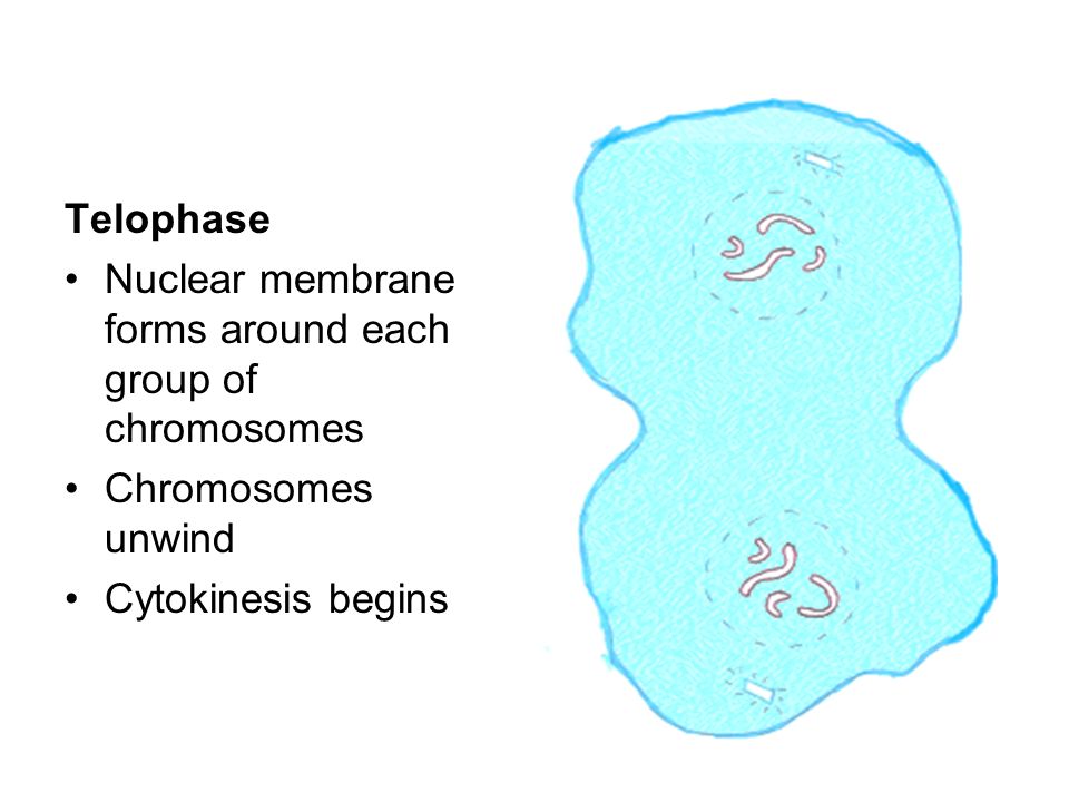 Telophase Nuclear membrane forms around each group of chromosomes.