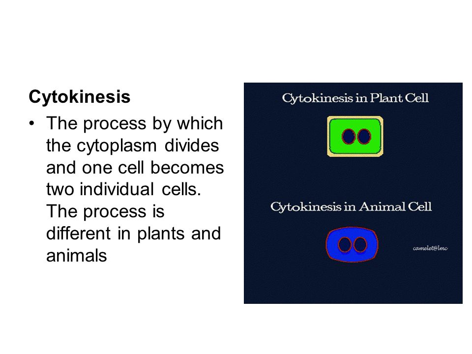 Cytokinesis The process by which the cytoplasm divides and one cell becomes two individual cells.