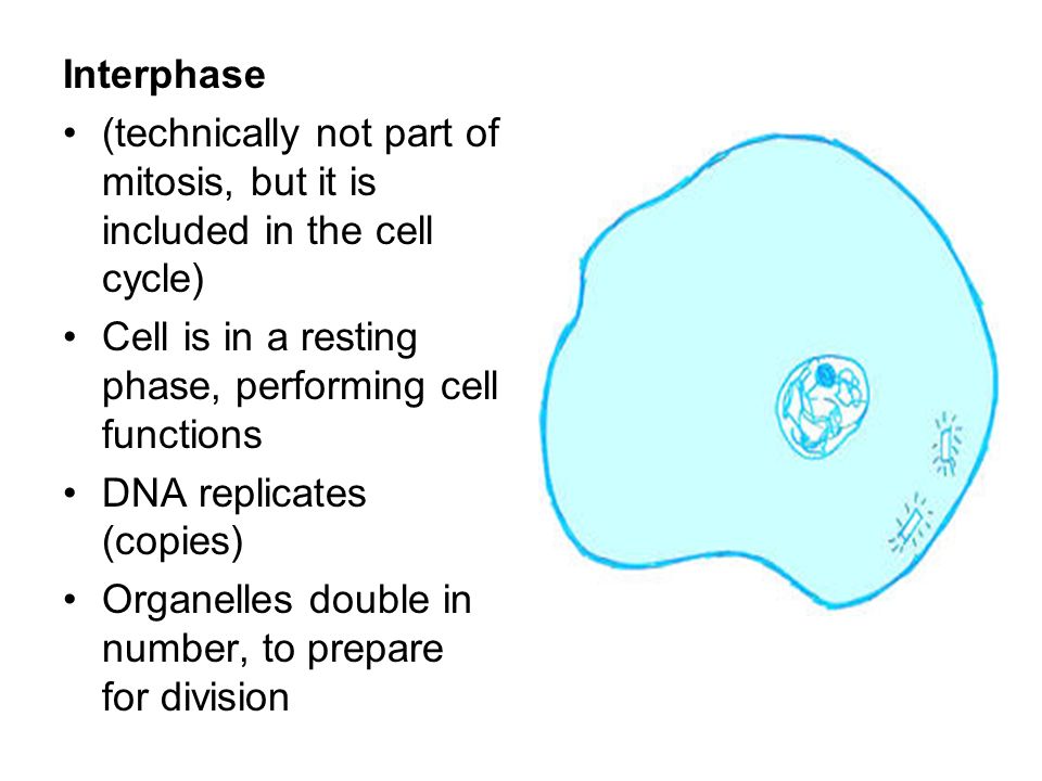 Interphase (technically not part of mitosis, but it is included in the cell cycle) Cell is in a resting phase, performing cell functions.