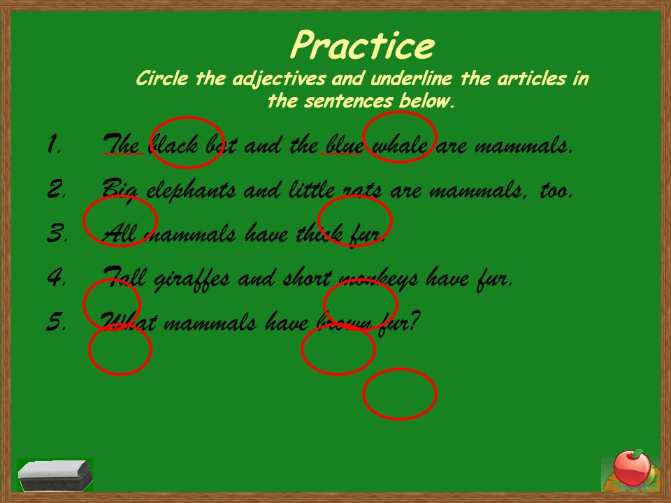Practice Circle the adjectives and underline the articles in the sentences below.