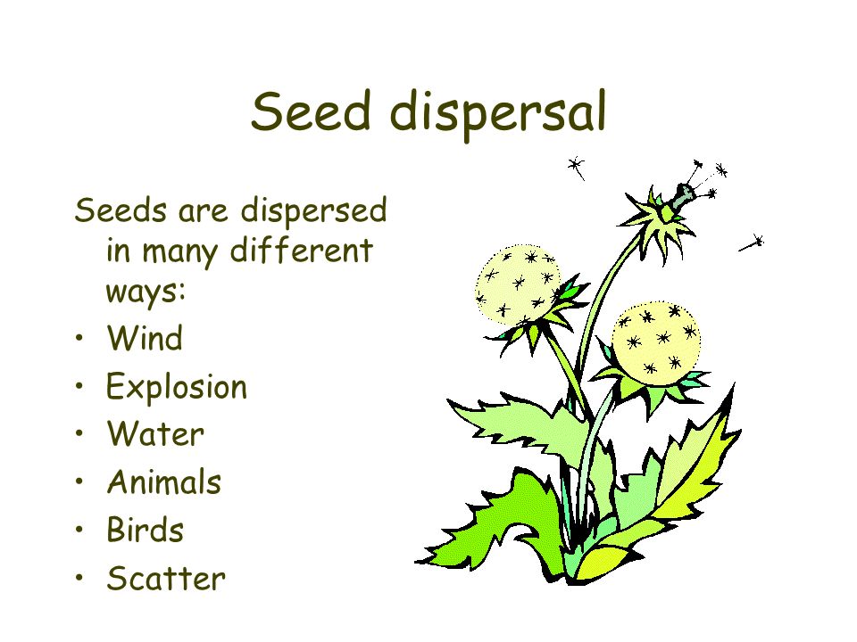 Seed dispersal Seeds are dispersed in many different ways: Wind