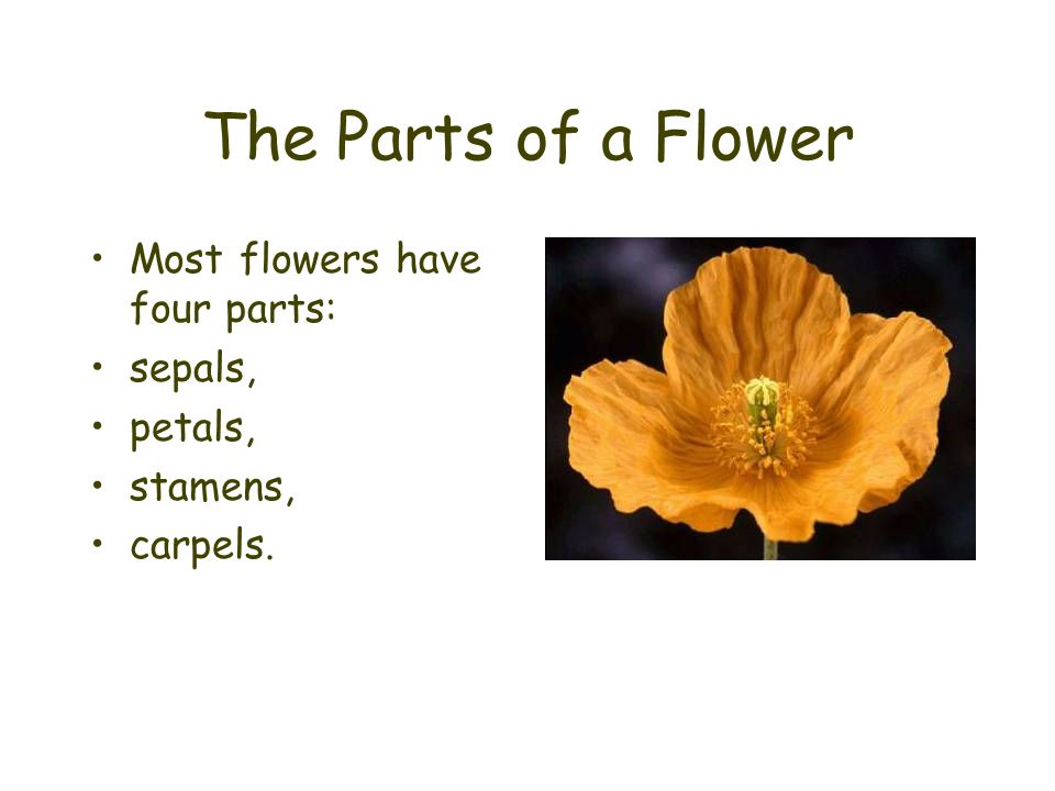 The Parts of a Flower Most flowers have four parts: sepals, petals,