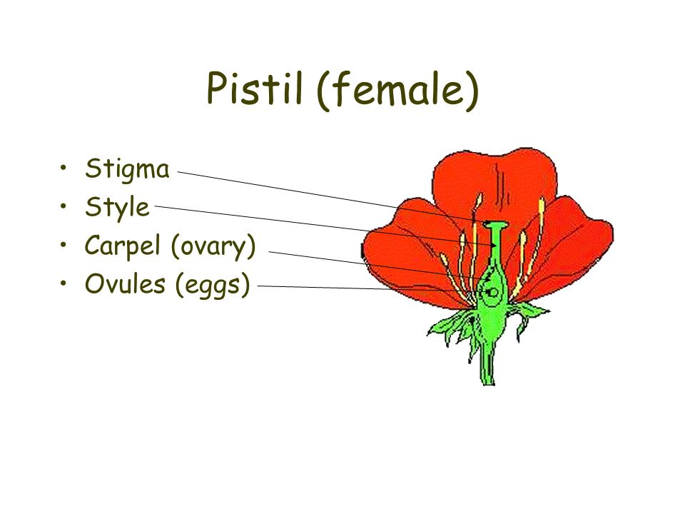 Pistil (female) Stigma Style Carpel (ovary) Ovules (eggs)