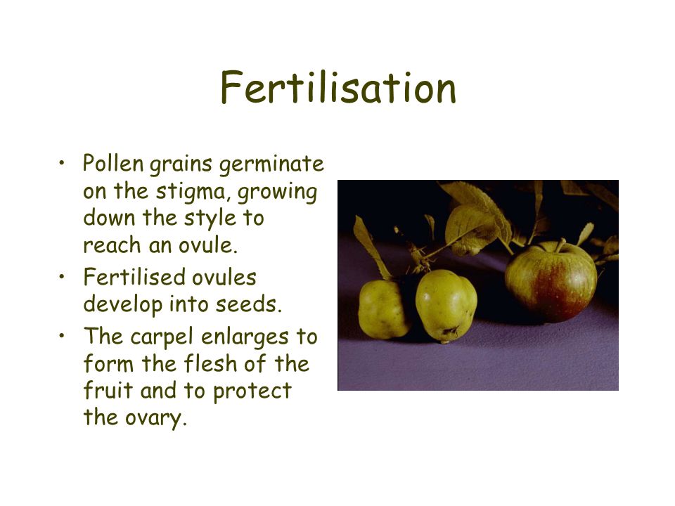 Fertilisation Pollen grains germinate on the stigma, growing down the style to reach an ovule. Fertilised ovules develop into seeds.