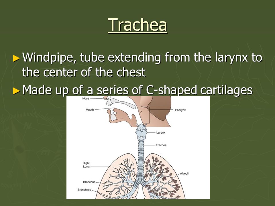 Trachea Windpipe, tube extending from the larynx to the center of the chest.