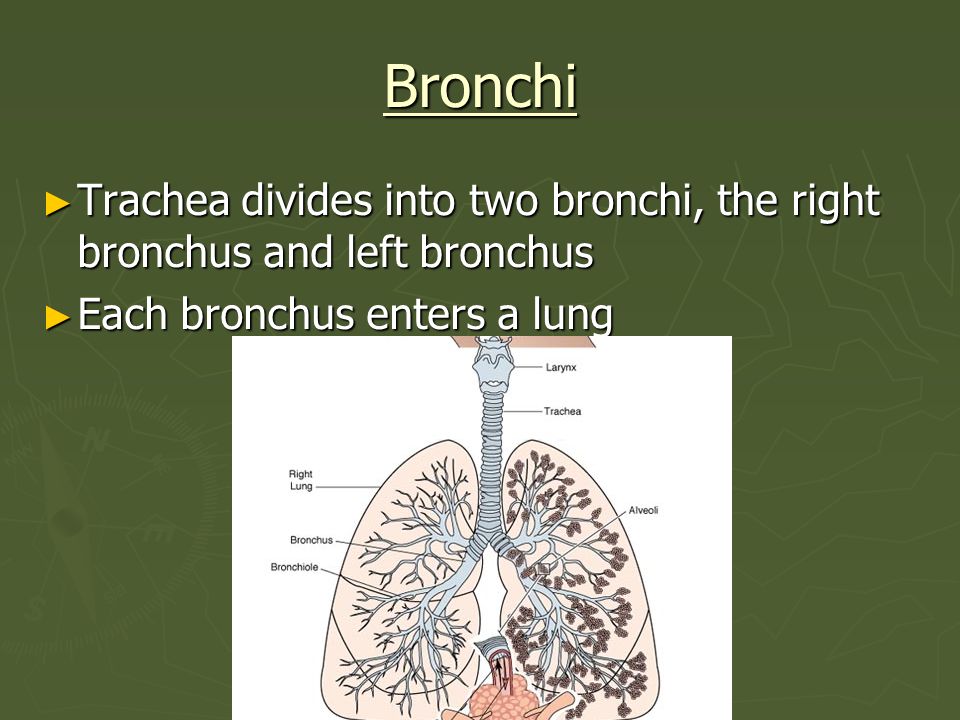 Bronchi Trachea divides into two bronchi, the right bronchus and left bronchus.