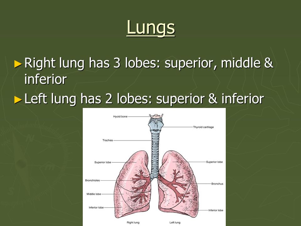Lungs Right lung has 3 lobes: superior, middle & inferior