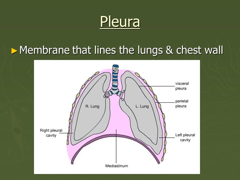 Pleura Membrane that lines the lungs & chest wall