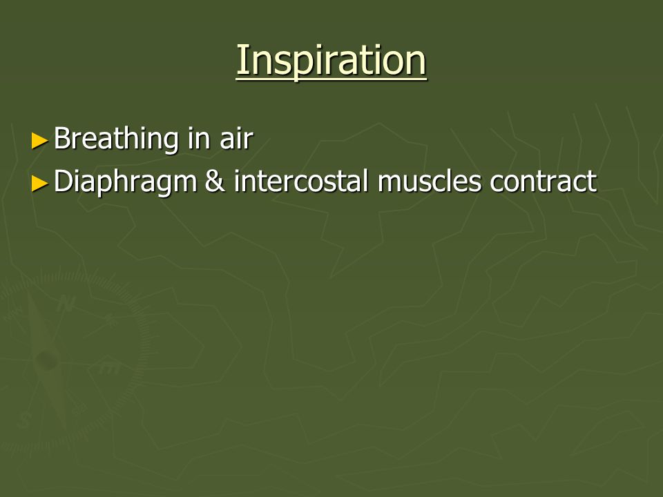 Inspiration Breathing in air Diaphragm & intercostal muscles contract