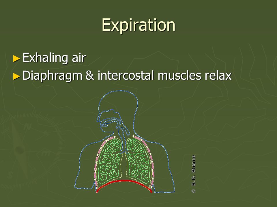 Expiration Exhaling air Diaphragm & intercostal muscles relax