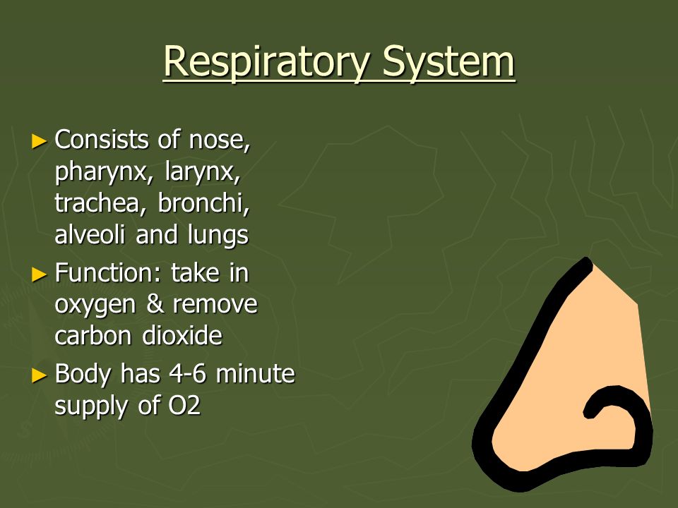 Respiratory System Consists of nose, pharynx, larynx, trachea, bronchi, alveoli and lungs. Function: take in oxygen & remove carbon dioxide.