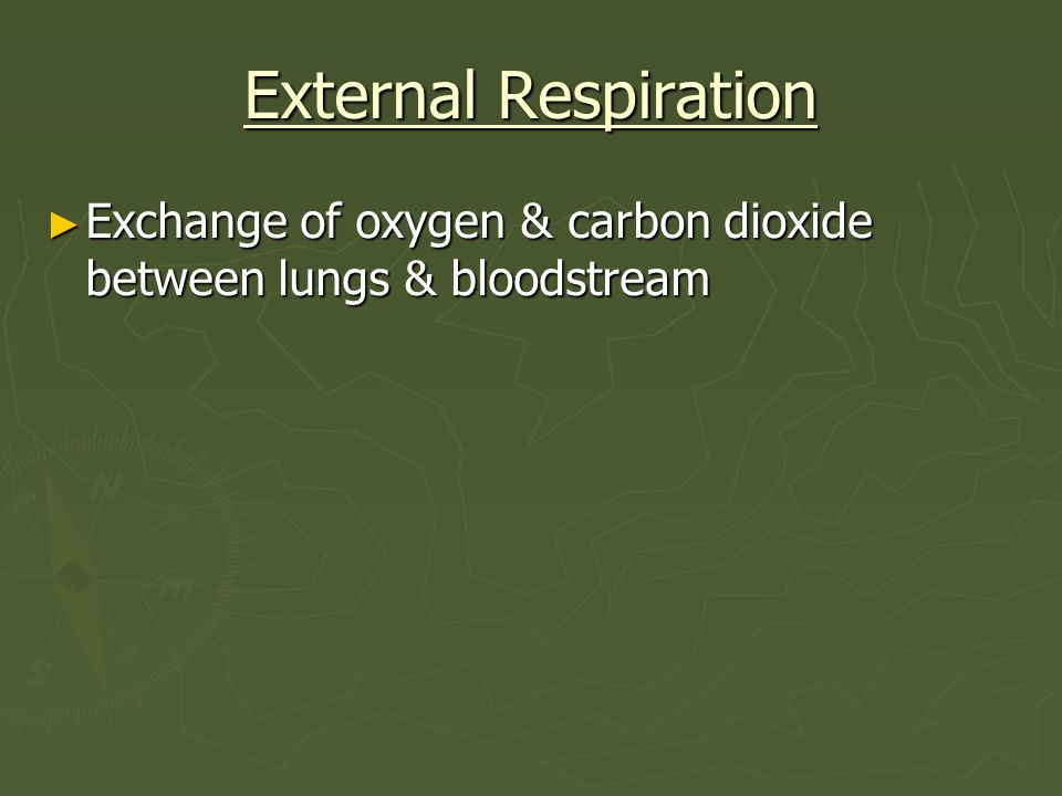 External Respiration Exchange of oxygen & carbon dioxide between lungs & bloodstream